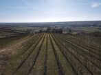 Großartige Investitionsgelegenheit Weingut mit Weingärten / Buschenschank / Fischzucht in traumhafter Aussichtslage - Bild